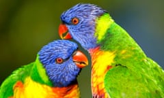 Rainbow lorikeets