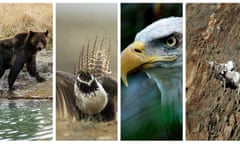 composite image of a female Grizzly bear, male sage grouses, big horn sheep and a bald eagle