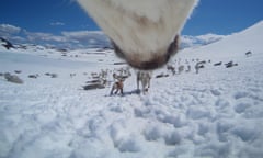 Reindeer cam