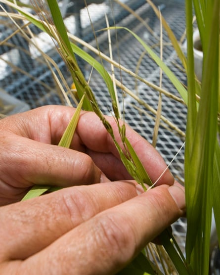 Wild rice is grown in a new greenhouse at the University of Arizona