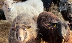 Sheep on Andrea's farm