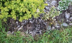 A bee tunnel in Jan Miller’s herb garden.