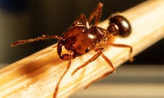 Extreme close up of fire ant