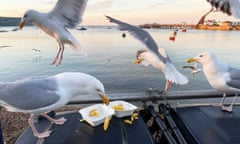 Herring gulls circling a polystyrene container of chips, with one eating from the box