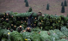 Last summer’s heat and drought are estimated to have wiped out millions of trees across Oregon, most of  them seedlings.