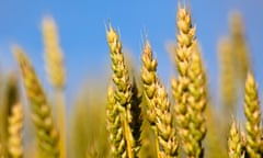 Wheat on the Canadian prairie in Manitoba, Canada.