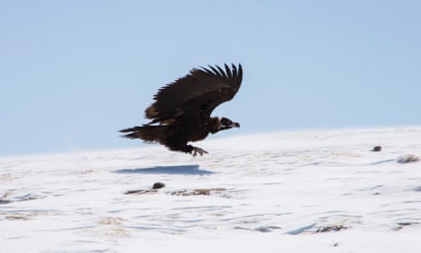 A Monk Vulture swoops along in new series China: Between Clouds And Dreams.