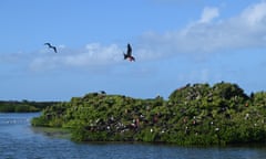 Frigate Birds in flight in Barbuda - credit ABTA