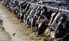 Dairy cattle feeding at a farm as a bird looks on