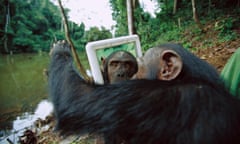 A female ape looks at herself in a mirror