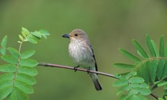 A spotted flycatcher on a rowan twig.