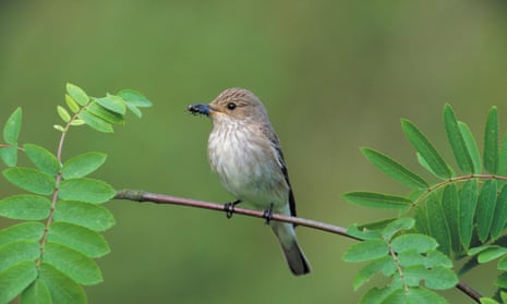 A spotted flycatcher on a rowan twig.
