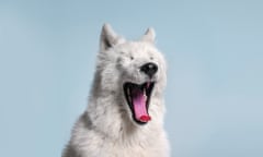 A fluffy white samoyed dog yawning against a blue background