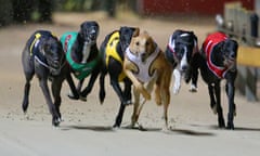 Greyhound dogs race at Wentworth Park