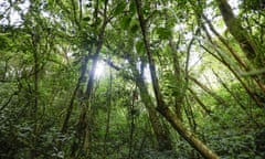 A forest in Costa Rica