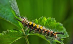 A vapourer moth, Orgyia roman, on leaves.