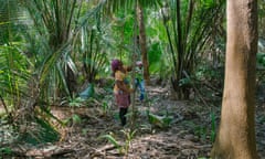 Women from Monte Alegre collecting babaçu coconuts in a forest, as one woman dislodges the nuts with a long pole.