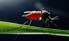 Mosquito-borne diseases such as dengue fever, malaria and chikungunya infect millions of people each year worldwide.