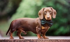 Germany is tightening its laws on the breeding of dachshunds, pictured wearing a bow tie, with traits that may cause suffering.