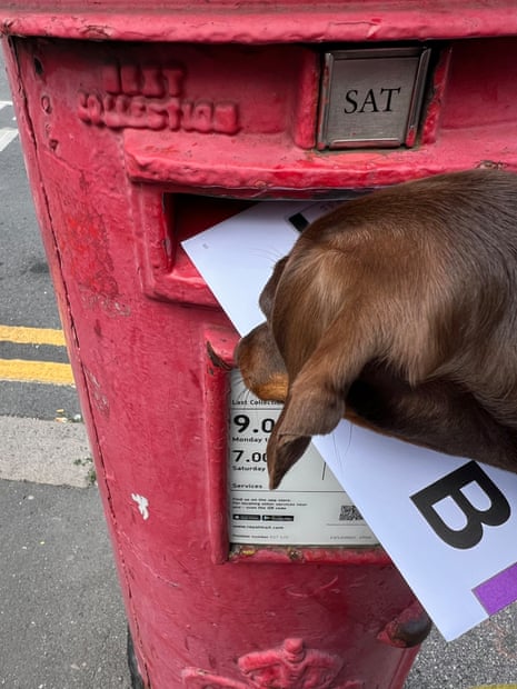 Willow “assists” in posting a vote in the 2024 general election.