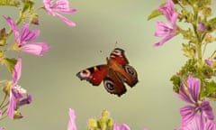 Peacock Butterfly (Inachis io) in flight.