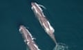 A pair of sperm whales visits the waters off New England on 25 May 2024.