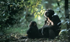 Chimpanzee in the Mahale mountains, Tanzania.