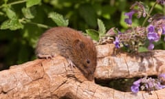 A field vole.