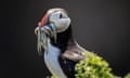 A puffin with sand eels in beak