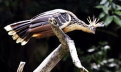 A Hoatzin (Opisthocomus hoazin) perched on a branch.