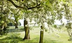 white spring tree blossom<br>BRFDW7 white spring tree blossom