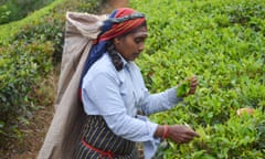 A female worker picking tea on a plantation in Sri Lanka