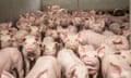 An indoor commercial intensive pig farm