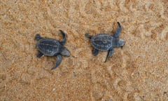 Two newborn olive ridley sea turtles seen from above make their way across the sand towards the sea. Dehiwala beach, Colombo, Sri Lanka.