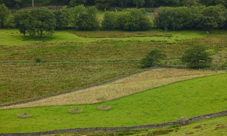 A patch of rewilding (lighter area) seen from high up on the fells overlooking the Borrowdale valley