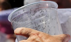 Genetically modified male Aedes aegypti mosquitoes are released in Piracicaba, BraziL<br>Genetically modified male Aedes aegypti mosquitoes are released in Piracicaba, Brazil April 30, 2015. British biotechnology company Oxitec said its laboratory created the genetically modified male Aedes aegypti mosquitoes with a specially-made gene to reduce the numbers of Aedes aegypti mosquitoes by killing their offspring. Brazil already has more than 460,000 cases of people with dengue in 2015, according to the City Department of Health. REUTERS/Paulo Whitaker      TPX IMAGES OF THE DAY