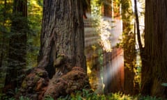 A giant Sequoia and redwood trees.