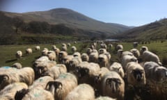 Rough Fell sheep being returned to the farm for lambing.