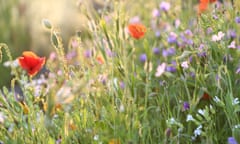 Wildflower field