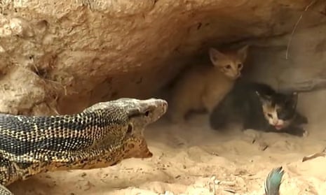 This video found by Lady Freethinker shows kittens being attacked by a Komodo dragon.