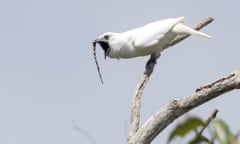 The male white bellbird