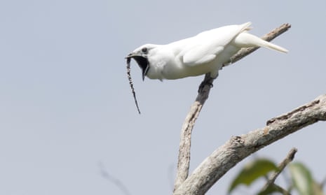 The male white bellbird