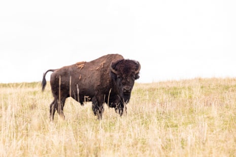 a large brown animal with horns and a small tail stands in a brown and green field