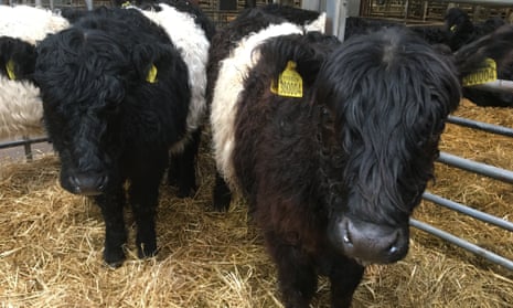 Andrea Meanwell's two new belted Galloway cows.