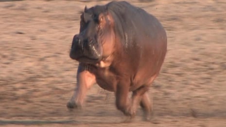 Hippo 'flies' lifting all four hooves in fast trot – video