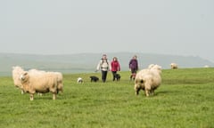 Three people walk with their dogs on leads through a field of sheep.