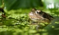 Common frog’s head poking out of a pond.