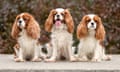 Cavalier King Charles spaniel dogs sitting outdoors among autumn leaves