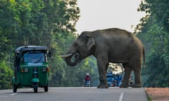 A male Asian elephant with tusks stands in a road through jungle as a rickshaw skirts around it and others drivers wait for it to pass