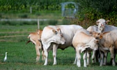 Charolais cattle graze in north-west France.